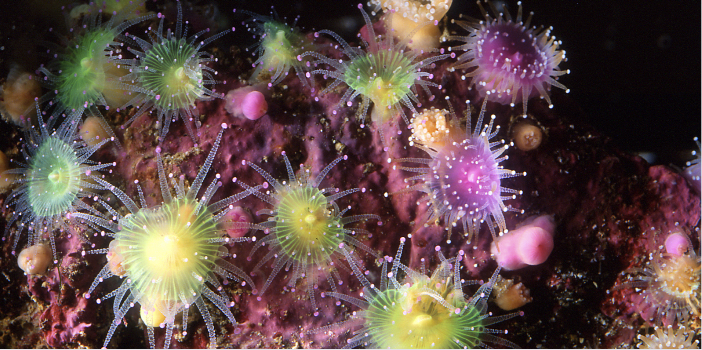 Anemones-Corynactis_Petit-peuple-de-la-mer_Ete2023_Oceanopolis_Credit-photo_T-Joyeux_Oceanopolis 
