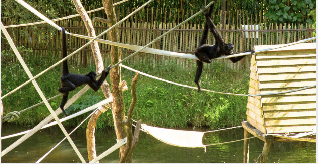 SUR LES TRACES DES CARNIVORES OU DES PRIMATES, Suivez la guide jusqu’aux espèces sauvages qui peuplent Les Terres de Nataé © Laetitia Scuiller