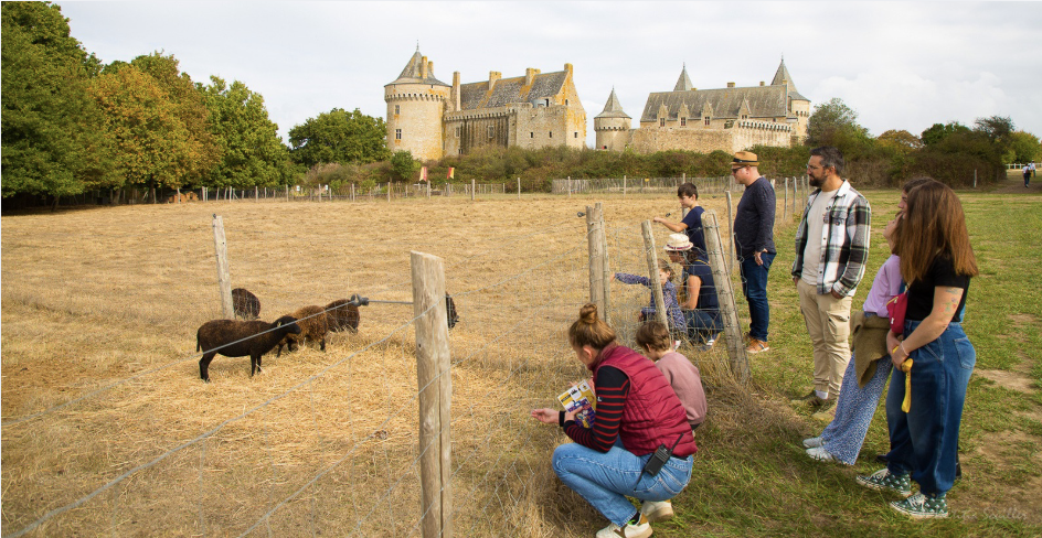Château de Suscinio et moutons © Laetitia Scuiller