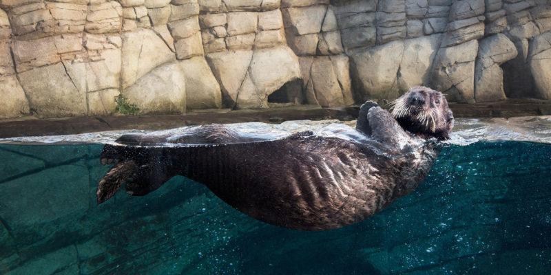 Réouverture d'Océanopolis autour des mammifères marins - Brest 