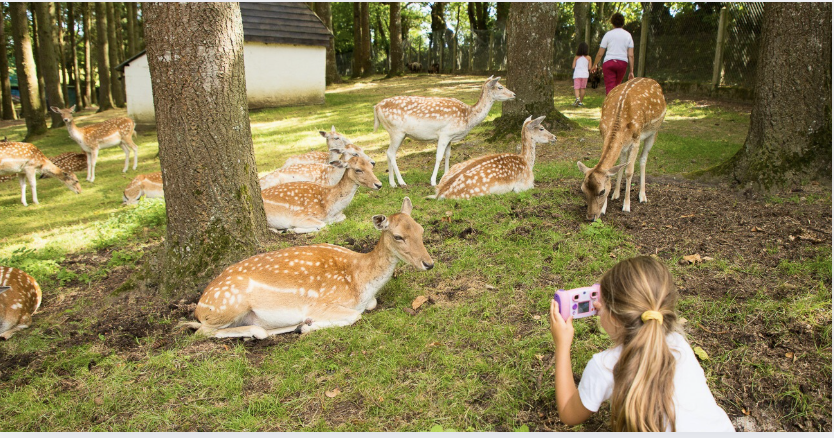 Le Parc du Quinquis et Parcabout vous accueillent cet été à Clohars Carnoët