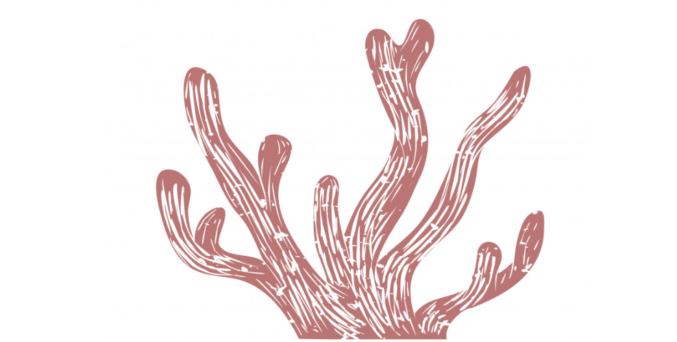 Mon alguier sous le sapin - Atelier 7 - 10 ans à Ostréapolis, , Le Tour-du-Parc