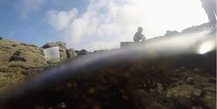 Afterwork autour de l'exposition "Jean Painlevé, les pieds dans l'eau" au Musée de Pont-Aven