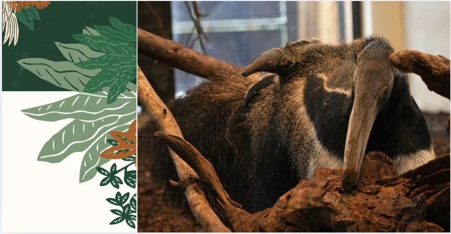 Naissance rare d'un bébé fourmilier géant au parc de Branféré