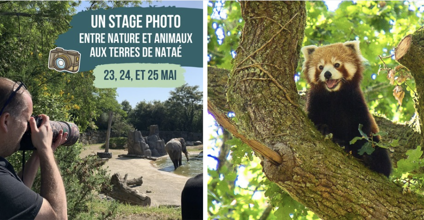 Stage photo ados et parents entre nature et animaux aux Terres de Nataé 