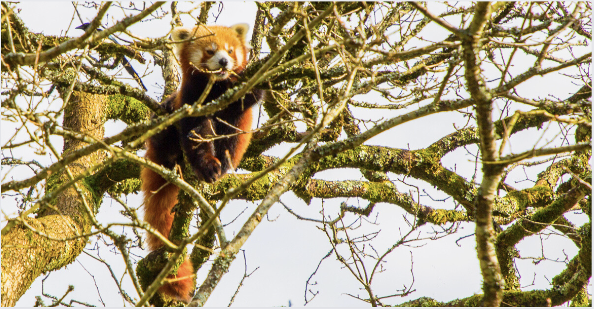 Week-end du Panda Roux aux Terres de Nataé : Activités et animations en famille
