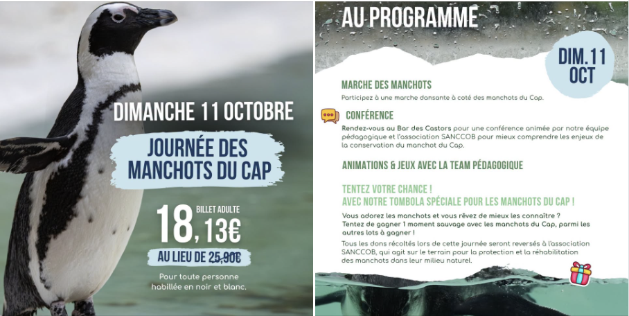 Une journée spéciale Manchots du Cap pour la Fête de la Science au Terres de Nataé à Pont-Scorff