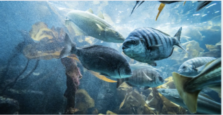 Océanopolis, LE Parc de découverte des océans à Brest