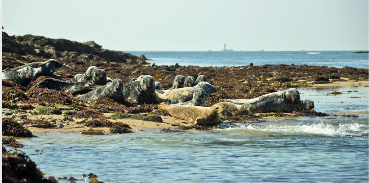 Colonie de phoques gris et veaux marins archipel de Molène © Laetitia Scuiller 