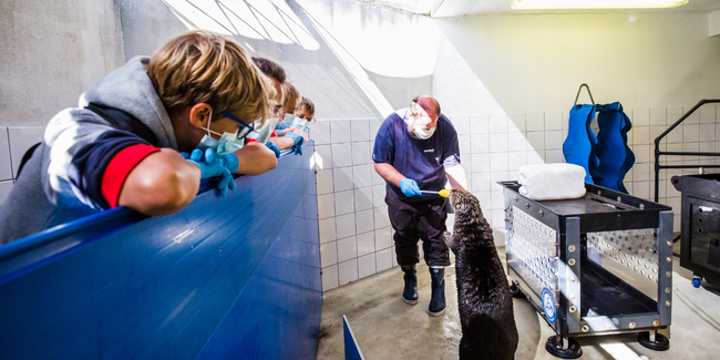 Soigneur-d-un-jour_Oceanopolis_Credit-photo_L-Oeil-de-Paco