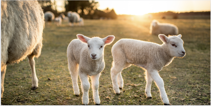 Top des fermes pédagogiques dans le Morbihan à visiter en famille