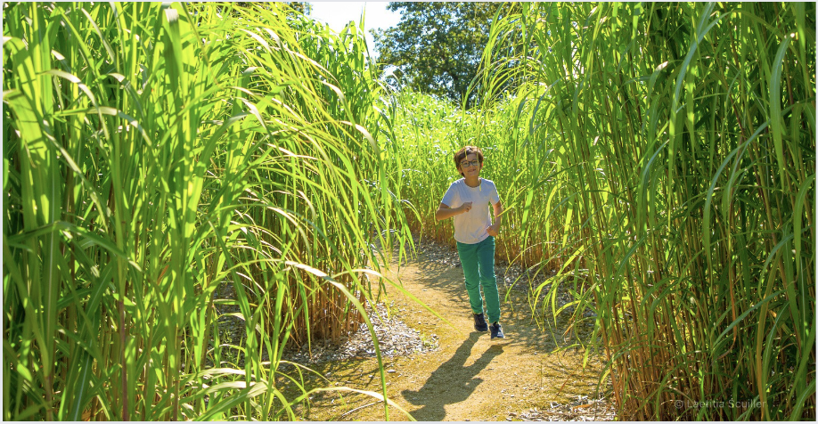 Labyrinthe de misconthus - Kidiklik a testé les Jardins de l'Éveil © Laëtitia Scuiller 