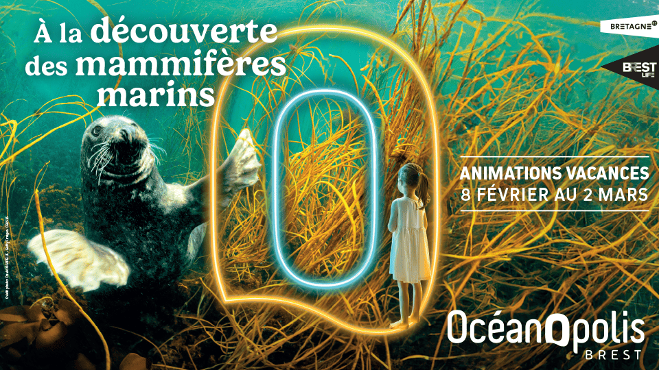 Animations des vacances d’hiver : Incroyables mammifères marins à Océanopolis