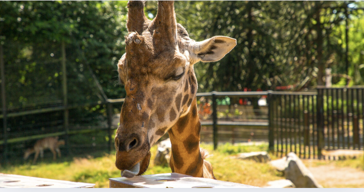 Girafes les Terres de Nataé © Laëtitia Scuiller
