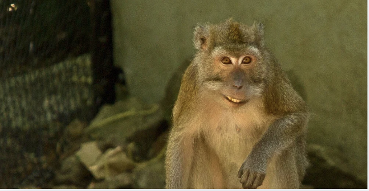 Macaque-Crabier Les Terres de Nataé © Laëtitia Scuiller