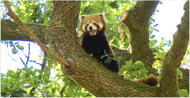 pandas roux © Laetitia Scuiller