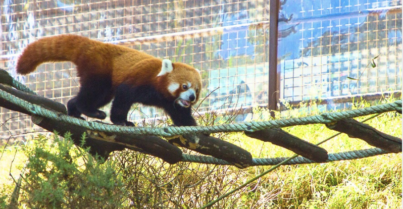 Rencontres animalières