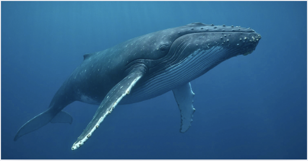 Atelier sur le langage secret des cétacés pour les enfants de 7 à 10 ans à Ostréapolis - le Tour du PARC