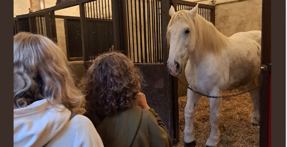 visite impériale visite des écuries © laetitia scuiller