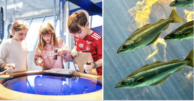 JEU PARTICIPATIF : DÉCOUVERTE DU LITTORAL