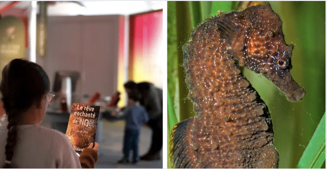 NOUVEAU : LE RÊVE ENCHANTÉ DE NOËL, UN JEU DE PISTE POUR PLONGER AU COEUR DES MYSTÈRES DE L'OCÉAN