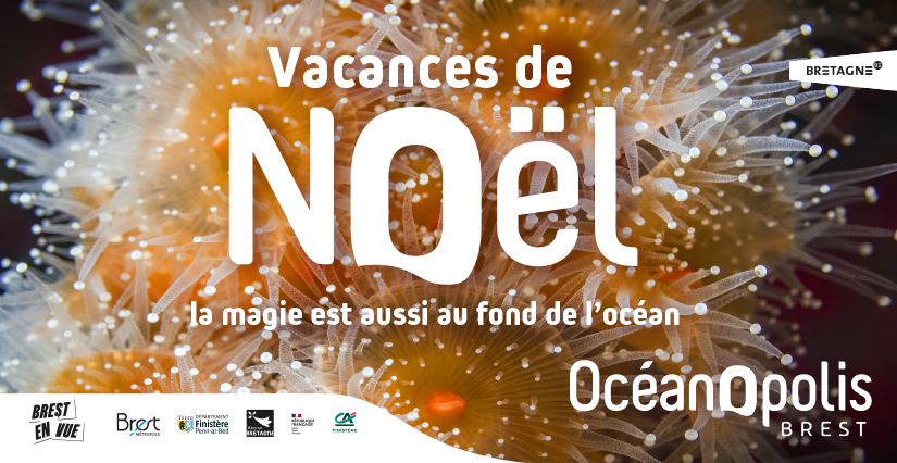 Les animations des vacances de noël pour plonger dans la magie de l'océan à Océanopolis
