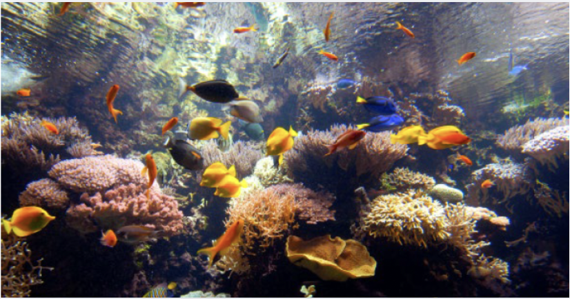 « Le Récif à la loupe », animation phare des vacances © OCÉANOPOLIS