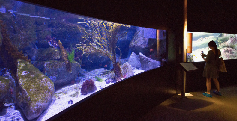 aquariums Pavillon tropical Océanopolis © Laetitia Scuiller