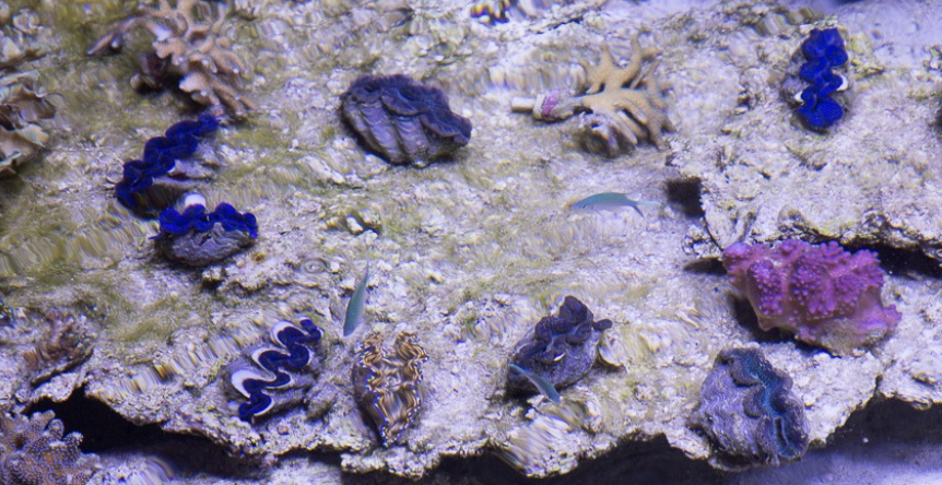 Bénitiers Pavillon tropical Océanopolis © Laetitia Scuiller