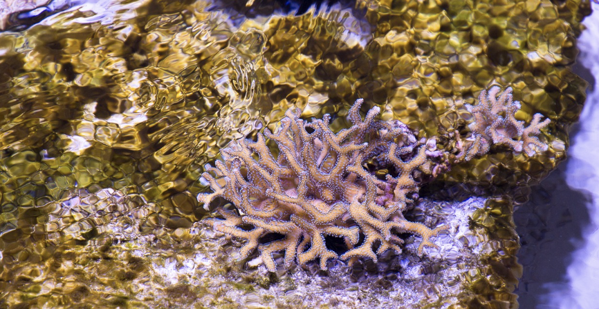 corail Pavillon tropical Océanopolis © Laetitia Scuiller