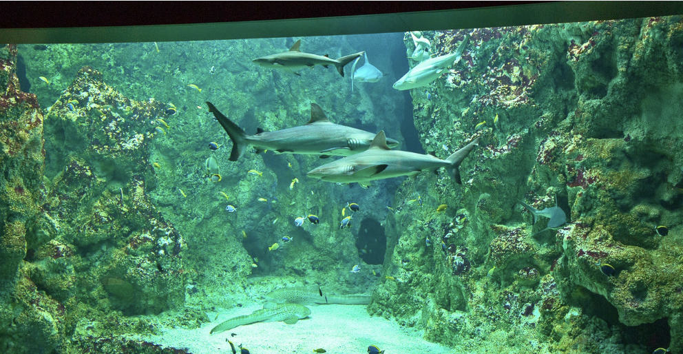 NOUVEAU Tout savoir sur : les requins