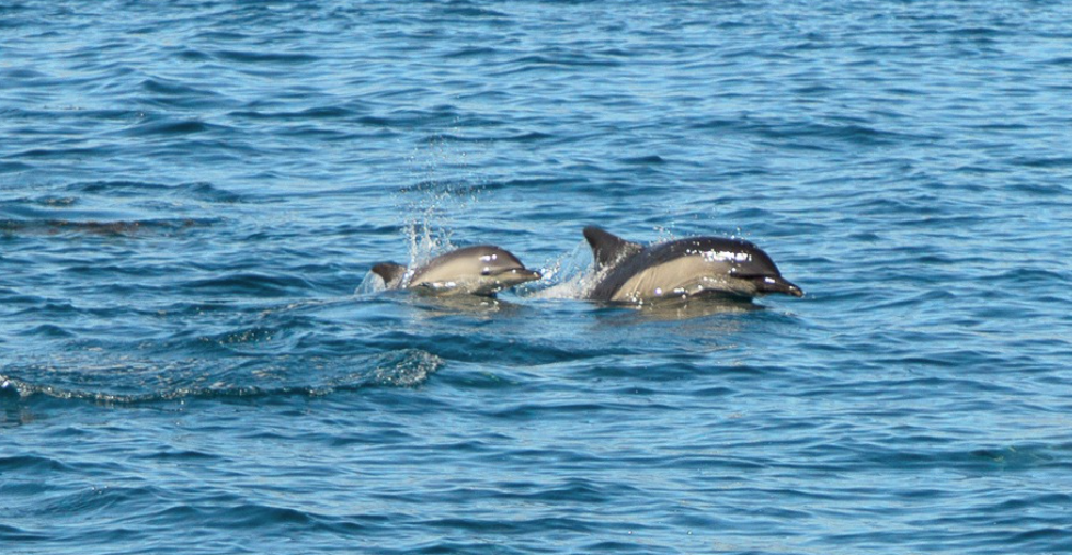 Dauphins communs Delphinus delphis. - Kidiklik a testé les Glénan © laetitia Scuiller