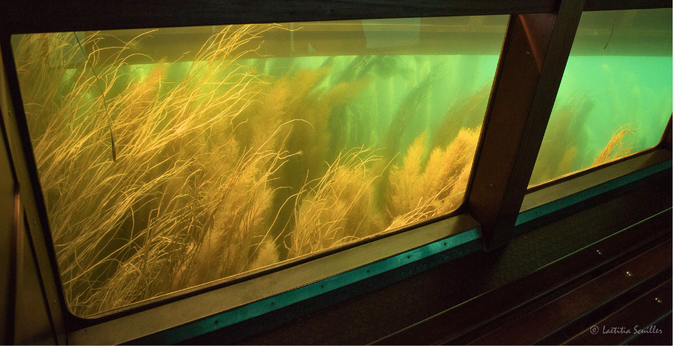 vision sous marine- Kidiklik a testé les Glénan © laetitia Scuiller