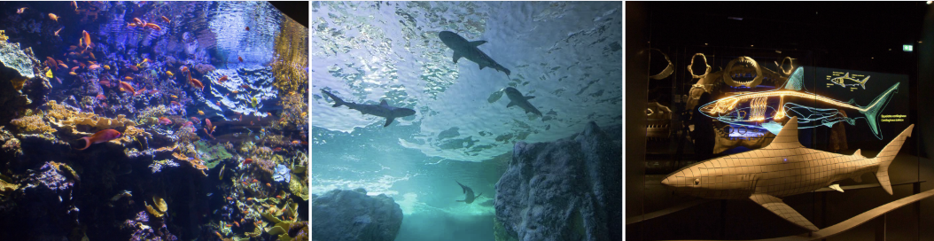 Le nouveau pavillon tropical d'Océanopolis va émerveiller vos enfants cet été. Requins, raies, bénitiers, anguilles jardinières et des centaines de poissons de récifs multicolores : 400 nouvelles espèces et une scénographie entièrement repensée vous attendent cet été à Brest. Kidiklik l'a visité en avant-première — voici pourquoi ce pavillon va émerveiller petits et grands.