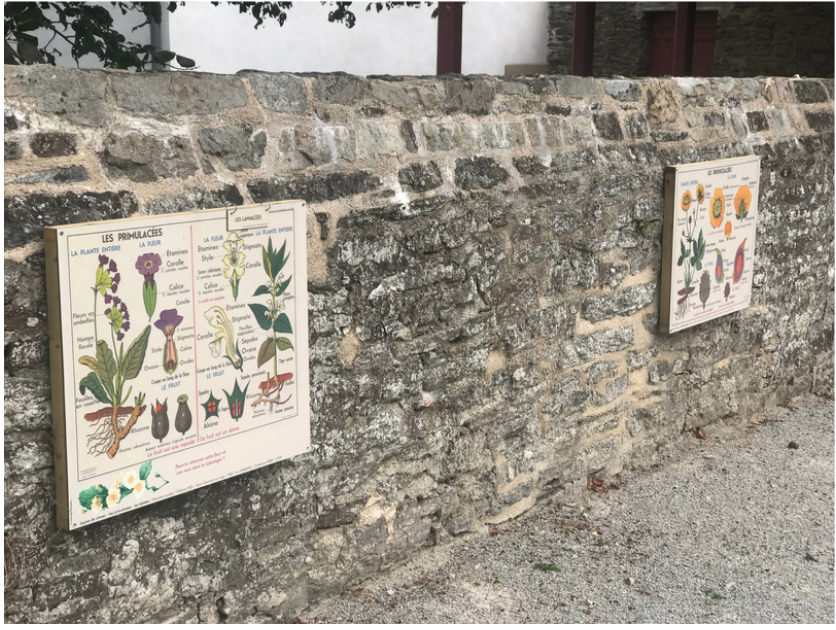 Nouveau parcours de planches botaniques à découvrir en famille // Musée de l’école rurale en Bretagne