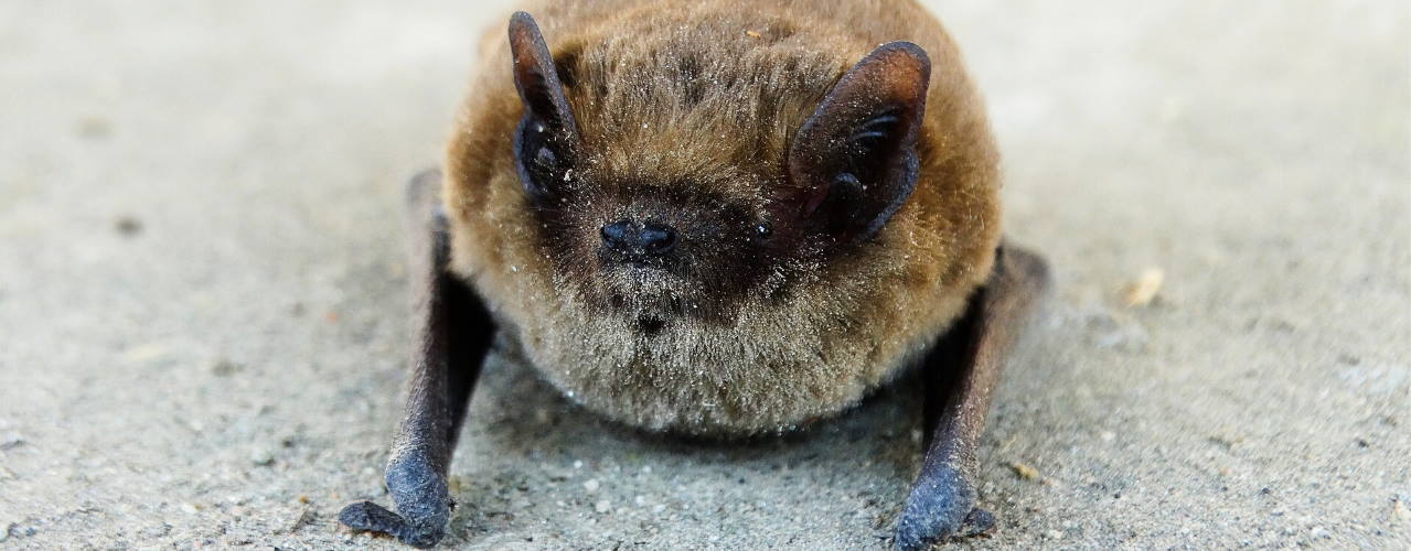 "Renversante chauve-souris" Visite flash en famille au Château de Kerjean