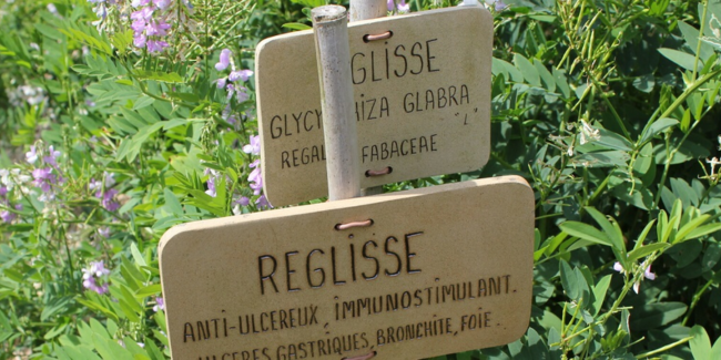 Plantes à bonbons : Visite-atelier en famille à l'Abbaye de Daoulas