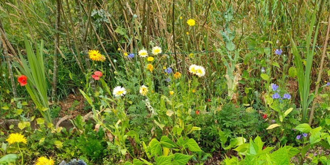 Visite famille "Une forêt dans mon jardin" à l'Abbaye du Relec