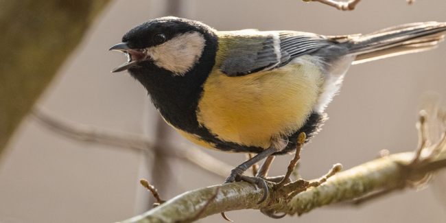 Balade et concert des oiseaux en famille au Manoir de Kernault