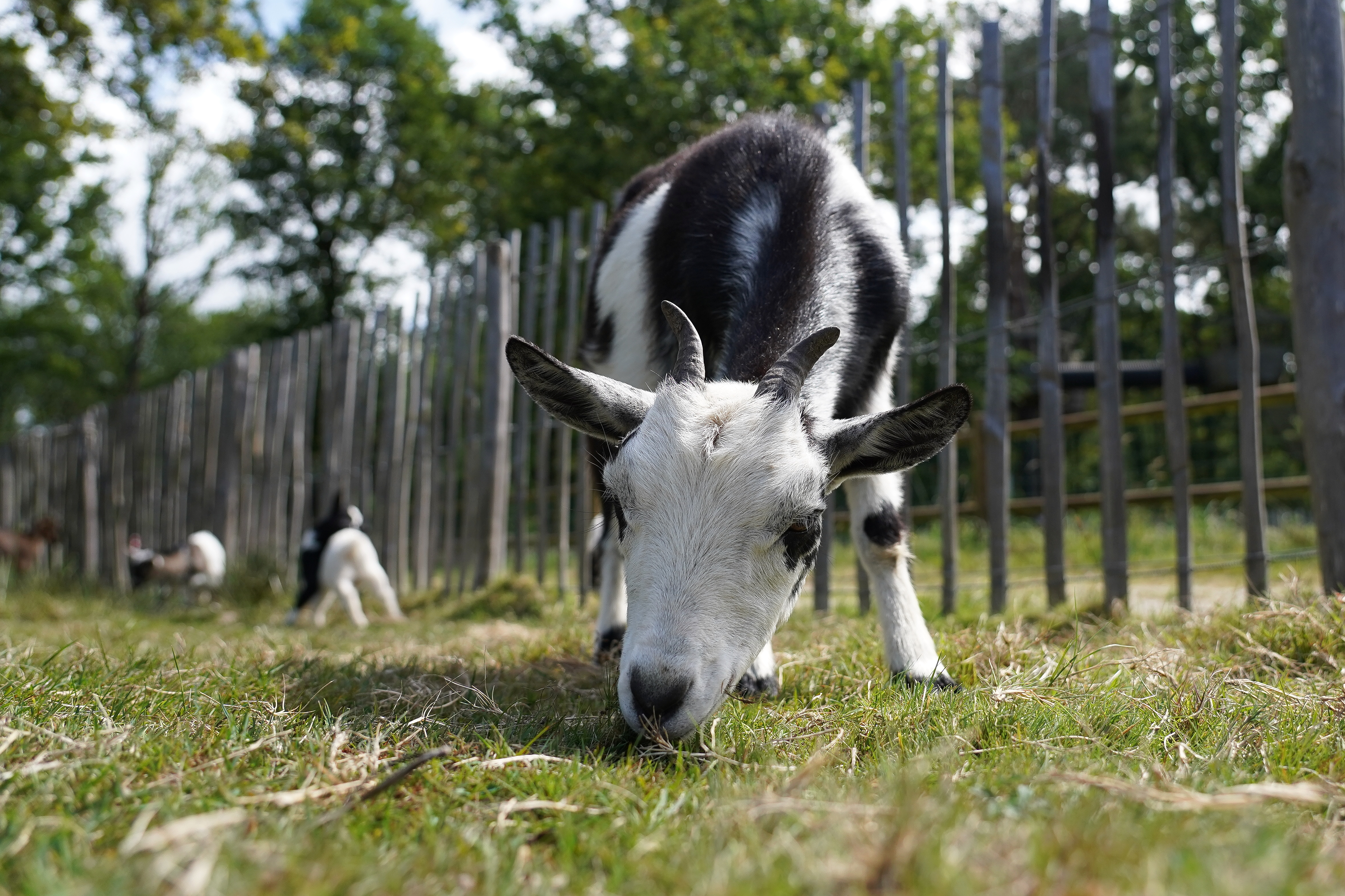 Top des fermes pédagogiques dans le Morbihan à visiter en famille