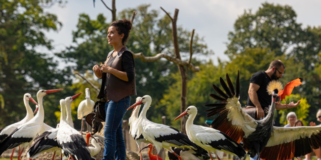 Spectacle des oiseaux au parc de Branféré