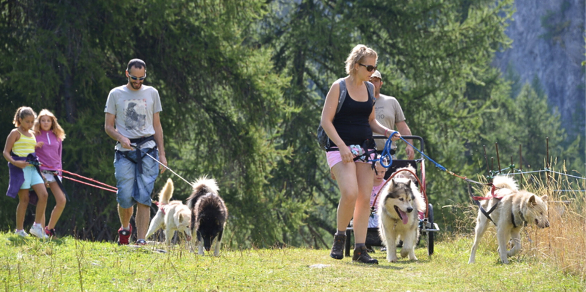 Cani-rando avec chien de traineau en forêt : une super activité de plein air à partager en famille 