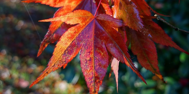 Une saison au jardin, l'automne : Visite-Atelier en famille à l'Abbaye de Daoulas