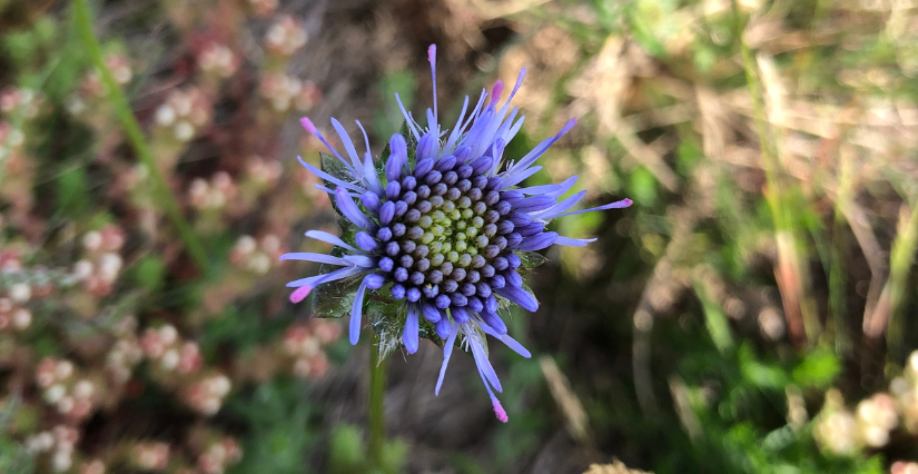 "À la découverte des plantes sauvages de la Presqu’île de Crozon", conférence à Breizh Odyssée à Landevennec