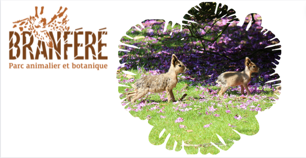 Un anniversaire inoubliable entre les animaux et le Parcabout au Parc de Branféré