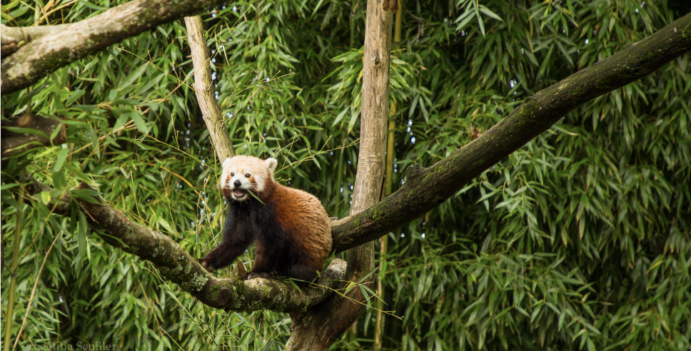 Le Parc de Branféré vous accueille durant les vacances de printemps