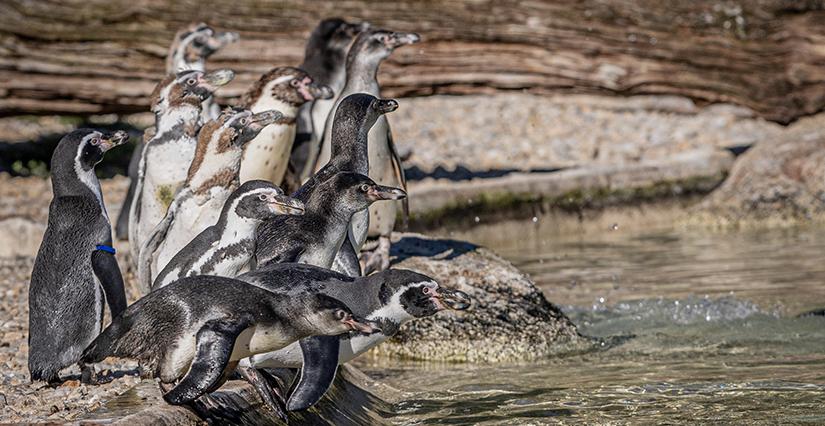 Week-end spécial Conservation des Manchots au Parc de Branféré, Le Guerno