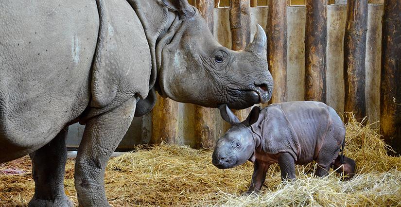 Les nouveaux nés et nouveautés à découvrir au parc de Branféré