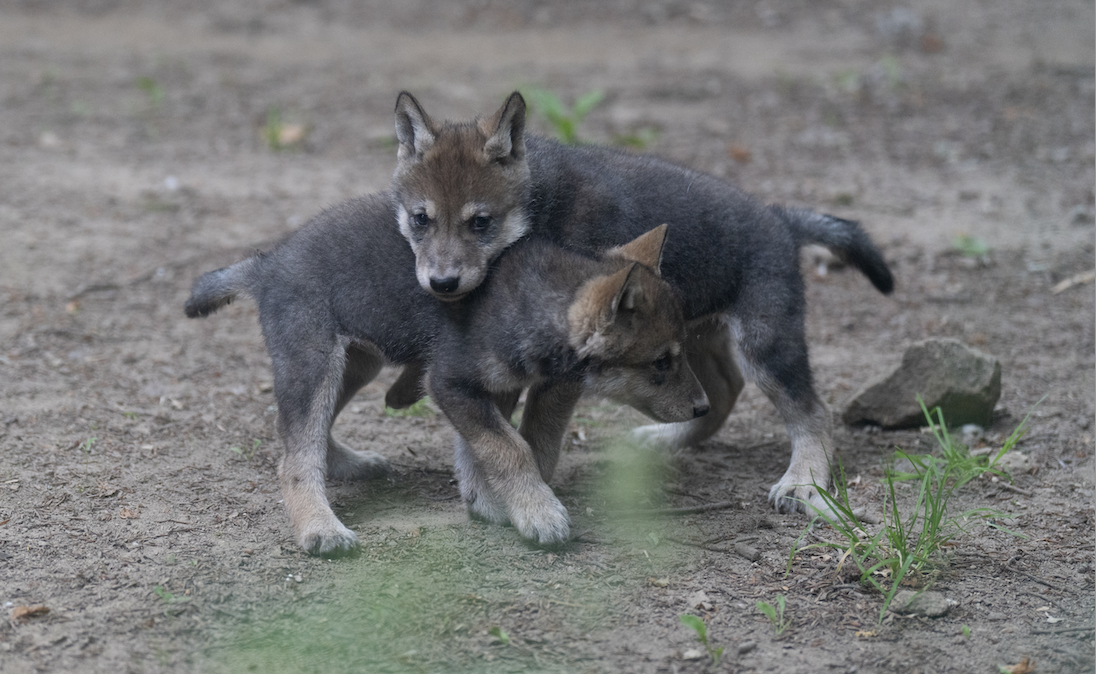 Des bébés louveteaux sont nés aux Terres de Nataé