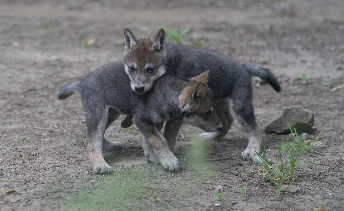 Des bébés louveteaux sont nés aux Terres de Nataé 